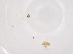  ( - CBG-B23283-C11)  @11 [ ] CreativeCommons - Attribution Share - Alike (2025) Centre for Biodiversity Genomics Centre for Biodiversity Genomics