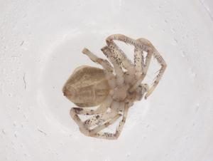  ( - CBG-B23283-E08)  @11 [ ] CreativeCommons - Attribution Share - Alike (2025) Centre for Biodiversity Genomics Centre for Biodiversity Genomics