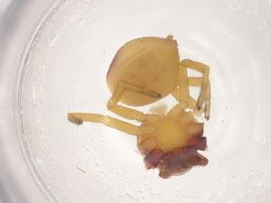  ( - CBG-B23283-H11)  @11 [ ] CreativeCommons - Attribution Share - Alike (2025) Centre for Biodiversity Genomics Centre for Biodiversity Genomics