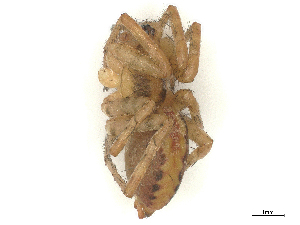  ( - CBG-B23306-H01)  @11 [ ] CreativeCommons - Attribution Share - Alike (2025) CBG Photography Group Centre for Biodiversity Genomics