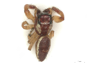  ( - CBG-B23306-H05)  @11 [ ] CreativeCommons - Attribution Share - Alike (2025) CBG Photography Group Centre for Biodiversity Genomics