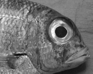  ( - LETked_20120314.2)  @11 [ ] CreativeCommons  Attribution Non-Commercial Share-Alike (2012) F. Giancarlo Proyek Biokor, Indonesia