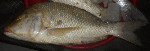  ( - LETkom_20150501-7.2)  @11 [ ] CreativeCommons  Attribution Non-Commercial Share-Alike (2015) S. Bari Proyek Biokor, Indonesia