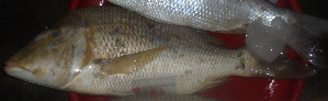  ( - LETkom_20150501-8.2)  @11 [ ] CreativeCommons  Attribution Non-Commercial Share-Alike (2015) S. Bari Proyek Biokor, Indonesia