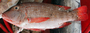  (Lethrinus erythracanthus - LETkom_20150508-9.2)  @11 [ ] CreativeCommons  Attribution Non-Commercial Share-Alike (2015) S. Bari Proyek Biokor, Indonesia
