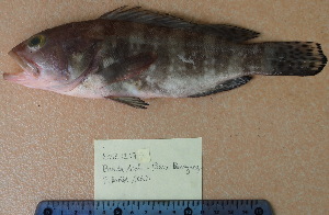  ( - 20131217-C.2)  @11 [ ] CreativeCommons  Attribution Non-Commercial Share-Alike (2013) Philippe Borsa Institut de recherche pour le développement