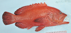  ( - 151115-B)  @11 [ ] CreativeCommons - Attribution Non-Commercial Share-Alike (2015) Jean-Dominique Durand IRD