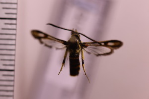  ( - CLV41269)  @11 [ ] Unspecified (default): All Rights Reserved  Unspecified Unspecified