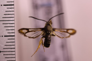  ( - CLV41272)  @11 [ ] Unspecified (default): All Rights Reserved  Unspecified Unspecified