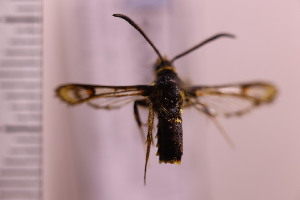  ( - CLV41273)  @11 [ ] Unspecified (default): All Rights Reserved  Unspecified Unspecified