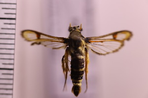  ( - CLV41274)  @11 [ ] Unspecified (default): All Rights Reserved  Unspecified Unspecified