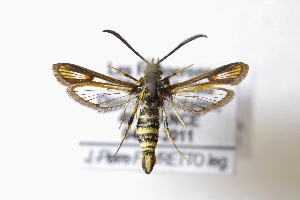  ( - CLV41511)  @11 [ ] CreativeCommons  Attribution Non-Commercial Share-Alike (2021) Carlos Lopez Vaamonde Institut National de la Recherche Agronomique, Zoologie Forestiere