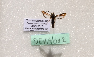  ( - CLV8279)  @11 [ ] CreativeCommons  Attribution Non-Commercial Share-Alike (2021) Carlos Lopez Vaamonde Institut National de la Recherche Agronomique, Zoologie Forestiere