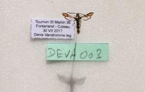  ( - CLV8280)  @11 [ ] CreativeCommons  Attribution Non-Commercial Share-Alike (2021) Carlos Lopez Vaamonde Institut National de la Recherche Agronomique, Zoologie Forestiere