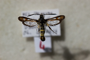  ( - CLV8286)  @11 [ ] CreativeCommons  Attribution Non-Commercial Share-Alike (2021) Carlos Lopez Vaamonde Institut National de la Recherche Agronomique, Zoologie Forestiere