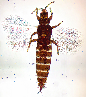  (Haplothrips subtilissimus - AO1T)  @11 [ ] CreativeCommons  Attribution Share-Alike (by-sa) (2022) Emma Wahlberg Swedish Museum of Natural History