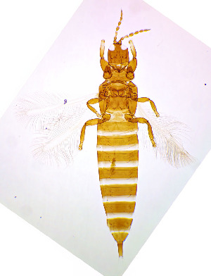  (Haplothrips statices - AT2T)  @11 [ ] CreativeCommons  Attribution Share-Alike (by-sa) (2022) Emma Wahlberg Swedish Museum of Natural History