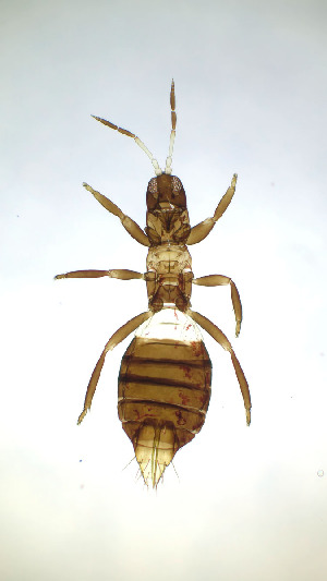  ( - BA7T)  @11 [ ] CreativeCommons Attribution Share-Alike (by-sa) (2025) Emma Wahlberg Swedish Museum of Natural History