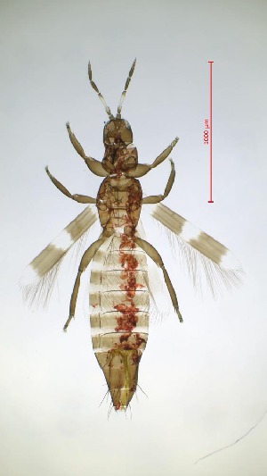  ( - BA9T)  @11 [ ] CreativeCommons  Attribution Share-Alike (by-sa) (2023) Emma Wahlberg Swedish Museum of Natural History