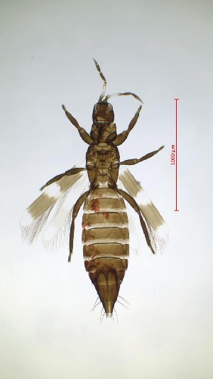  ( - BB1T)  @11 [ ] CreativeCommons  Attribution Share-Alike (by-sa) (2023) Emma Wahlberg Swedish Museum of Natural History