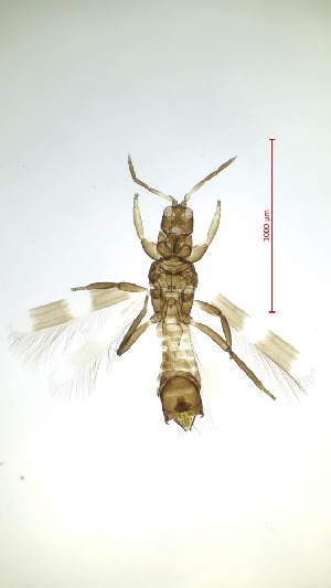  ( - BE2T)  @11 [ ] CreativeCommons  Attribution Share-Alike (by-sa) (2023) Emma Wahlberg Swedish Museum of Natural History