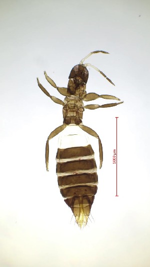  ( - BE9T)  @11 [ ] CreativeCommons  Attribution Share-Alike (by-sa) (2023) Emma Wahlberg Swedish Museum of Natural History