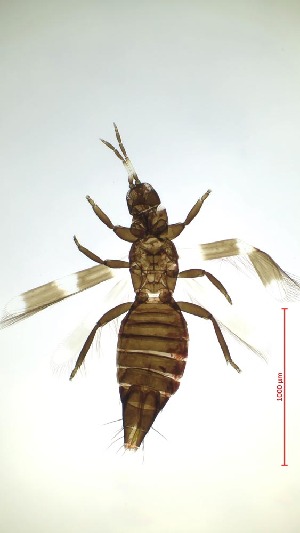  ( - BH5T)  @11 [ ] CreativeCommons  Attribution Share-Alike (by-sa) (2023) Emma Wahlberg Swedish Museum of Natural History