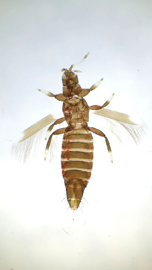  ( - BI4T)  @11 [ ] CreativeCommons Attribution Share-Alike (by-sa) (2025) Emma Wahlberg Swedish Museum of Natural History