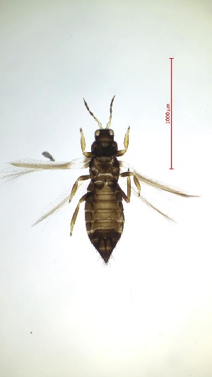 (Neohydatothrips gracilicornis - BS8T)  @11 [ ] CreativeCommons  Attribution Share-Alike (by-sa) (2023) Emma Wahlberg Swedish Museum of Natural History