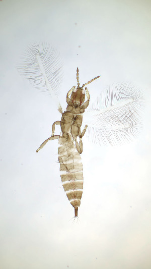  ( - BT7T)  @11 [ ] CreativeCommons Attribution Share-Alike (by-sa) (2025) Emma Wahlberg Swedish Museum of Natural History