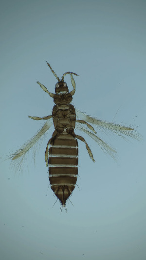  ( - BU6T)  @11 [ ] CreativeCommons Attribution Share-Alike (by-sa) (2025) Emma Wahlberg Swedish Museum of Natural History