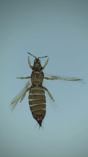  ( - BV4T)  @11 [ ] CreativeCommons Attribution Share-Alike (by-sa) (2025) Emma Wahlberg Swedish Museum of Natural History