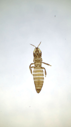  ( - BY2T)  @11 [ ] CreativeCommons Attribution Share-Alike (by-sa) (2025) Emma Wahlberg Swedish Museum of Natural History