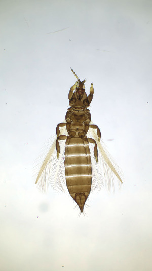  ( - BY6T)  @11 [ ] CreativeCommons Attribution Share-Alike (by-sa) (2025) Emma Wahlberg Swedish Museum of Natural History