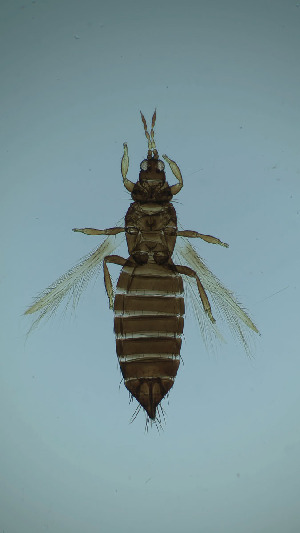  ( - CE6T)  @11 [ ] CreativeCommons Attribution Share-Alike (by-sa) (2025) Emma Wahlberg Swedish Museum of Natural History