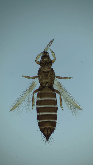  ( - CE7T)  @11 [ ] CreativeCommons Attribution Share-Alike (by-sa) (2025) Emma Wahlberg Swedish Museum of Natural History