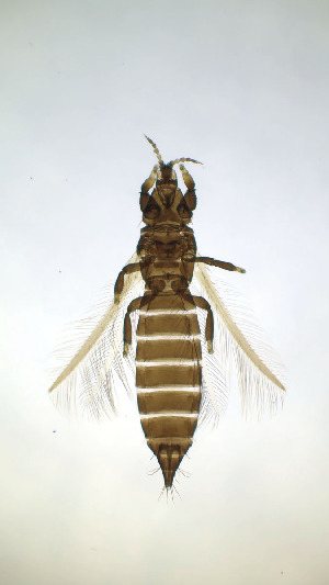  ( - CK5T)  @11 [ ] CreativeCommons Attribution Share-Alike (by-sa) (2025) Emma Wahlberg Swedish Museum of Natural History