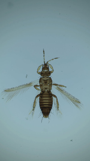  ( - CQ4T)  @11 [ ] CreativeCommons Attribution Share-Alike (by-sa) (2025) Emma Wahlberg Swedish Museum of Natural History