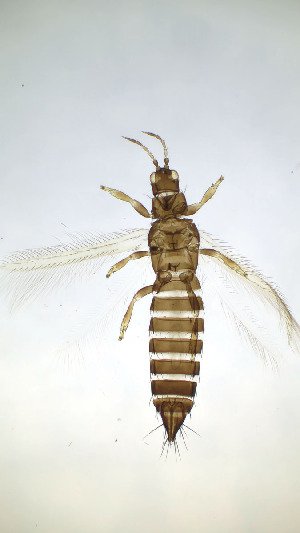  ( - CT2T)  @11 [ ] CreativeCommons Attribution Share-Alike (by-sa) (2025) Emma Wahlberg Swedish Museum of Natural History