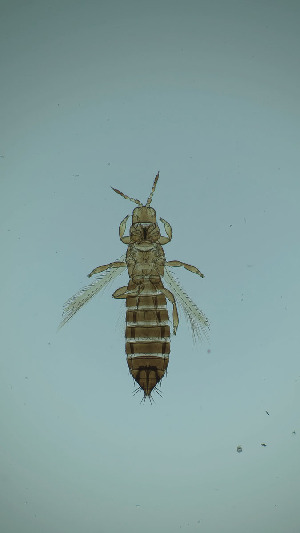  (Mycterothrips latus - CY4T)  @11 [ ] CreativeCommons Attribution Share-Alike (by-sa) (2025) Emma Wahlberg Swedish Museum of Natural History