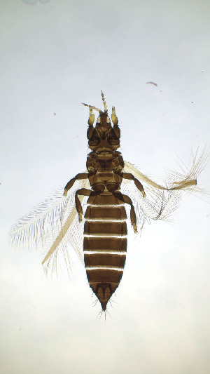  ( - CY6T)  @11 [ ] CreativeCommons Attribution Share-Alike (by-sa) (2025) Emma Wahlberg Swedish Museum of Natural History