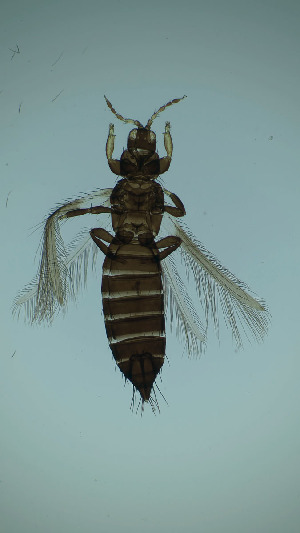  ( - CZ2T)  @11 [ ] CreativeCommons Attribution Share-Alike (by-sa) (2025) Emma Wahlberg Swedish Museum of Natural History