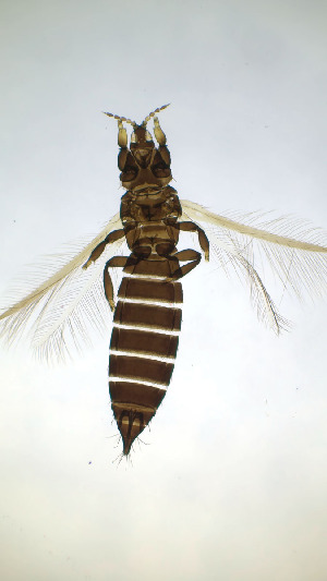  ( - CZ4T)  @11 [ ] CreativeCommons Attribution Share-Alike (by-sa) (2025) Emma Wahlberg Swedish Museum of Natural History