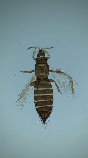  ( - CZ5T)  @11 [ ] CreativeCommons Attribution Share-Alike (by-sa) (2025) Emma Wahlberg Swedish Museum of Natural History