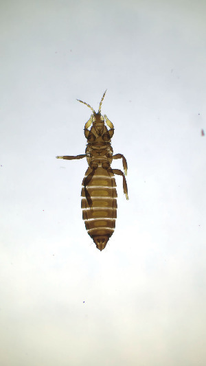  ( - CZ9T)  @11 [ ] CreativeCommons Attribution Share-Alike (by-sa) (2025) Emma Wahlberg Swedish Museum of Natural History