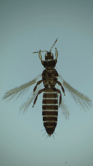  ( - DJ9T)  @11 [ ] CreativeCommons Attribution Share-Alike (by-sa) (2025) Emma Wahlberg Swedish Museum of Natural History