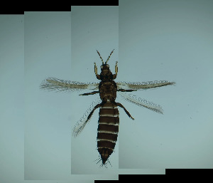  ( - DK1T)  @11 [ ] CreativeCommons Attribution Share-Alike (by-sa) (2025) Emma Wahlberg Swedish Museum of Natural History