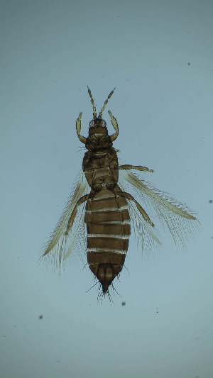  ( - DK6T)  @11 [ ] CreativeCommons Attribution Share-Alike (by-sa) (2025) Emma Wahlberg Swedish Museum of Natural History