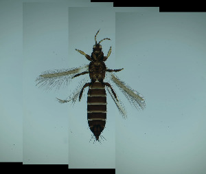  ( - DK8T)  @11 [ ] CreativeCommons Attribution Share-Alike (by-sa) (2025) Emma Wahlberg Swedish Museum of Natural History