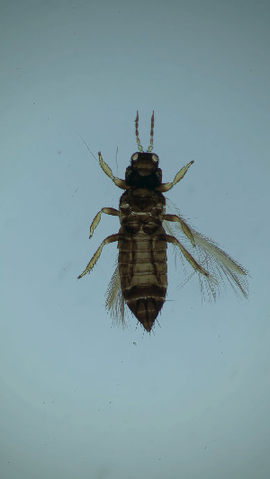  ( - DP6T)  @11 [ ] CreativeCommons Attribution Share-Alike (by-sa) (2025) Emma Wahlberg Swedish Museum of Natural History